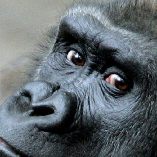 Glass Gorilla Mask